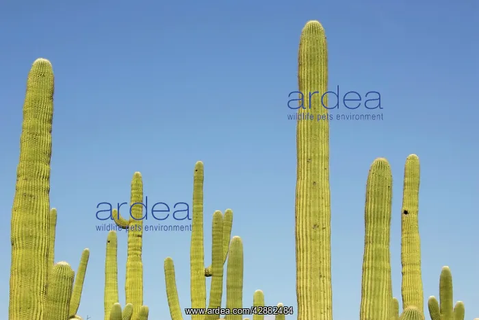 : Giant Saguaro - Symbol of the American Southwest : Giant Saguaro - Symbol of the American Southwest