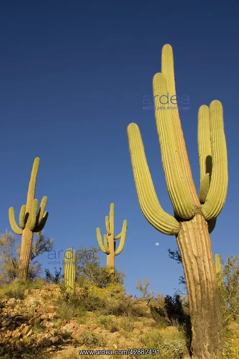 : Giant Saguaro - Symbol of the American Southwest : Giant Saguaro - Symbol of the American Southwest