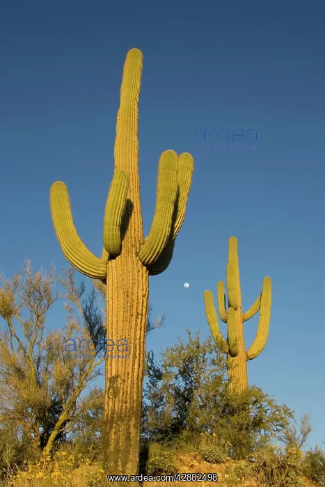 : Giant Saguaro - Symbol of the American Southwest : Giant Saguaro - Symbol of the American Southwest