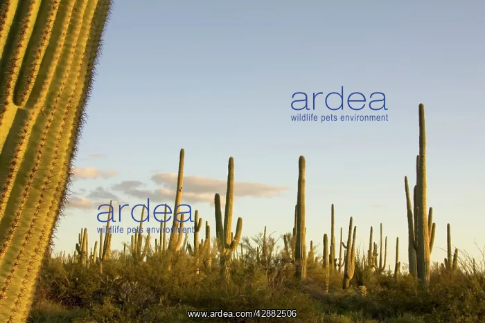  : Giant Saguaro - Symbol of the American Southwest