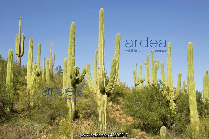  : Giant Saguaro - Symbol of the American Southwest