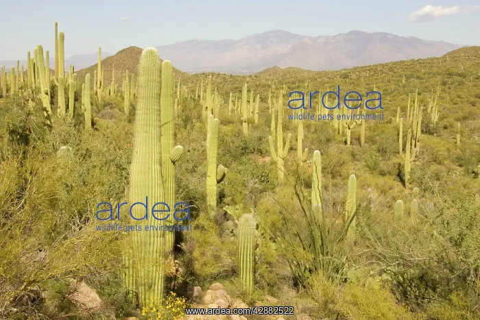 : Giant Saguaro - Symbol of the American Southwest : Giant Saguaro - Symbol of the American Southwest