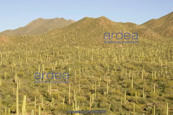 : Giant Saguaro - Symbol of the American Southwest : Giant Saguaro - Symbol of the American Southwest