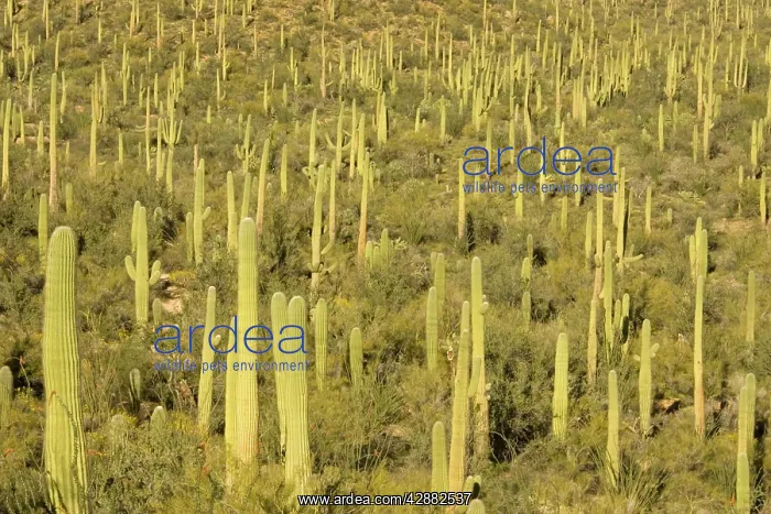 : Giant Saguaro - Symbol of the American Southwest : Giant Saguaro - Symbol of the American Southwest