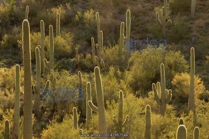 : Giant Saguaro - Symbol of the American Southwest : Giant Saguaro - Symbol of the American Southwest