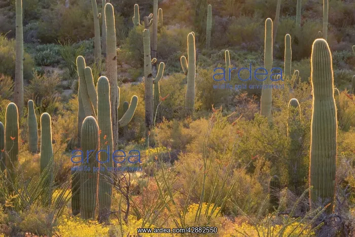 : Giant Saguaro - Symbol of the American Southwest : Giant Saguaro - Symbol of the American Southwest