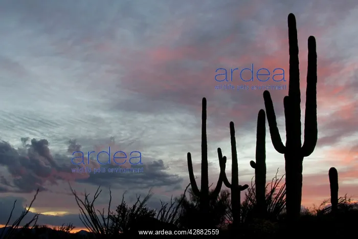 : Giant Saguaro - Symbol of the American Southwest : Giant Saguaro - Symbol of the American Southwest