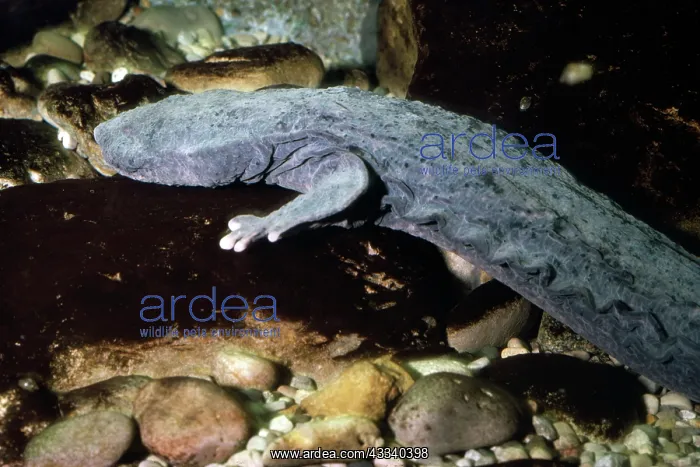 : GIANT SALAMANDER / Hellbender : GIANT SALAMANDER / Hellbender