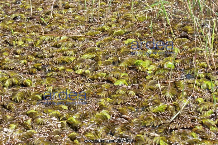  : Giant Salvinia  /  Kariba Weed - invading