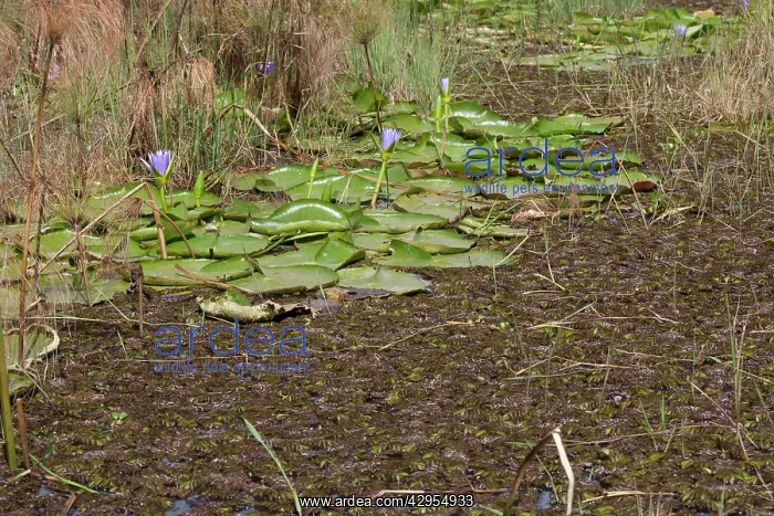 : Giant Salvinia / Kariba Weed - invading : Giant Salvinia / Kariba Weed - invading