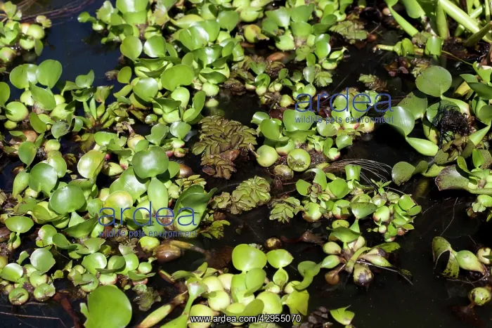 : Giant Salvinia / Kariba Weed - and Water Hyacinth : Giant Salvinia / Kariba Weed - and Water Hyacinth