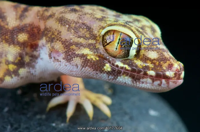 : Giant sand gecko (Stenodactylus petrii), Egypt : Giant sand gecko (Stenodactylus petrii), Egypt