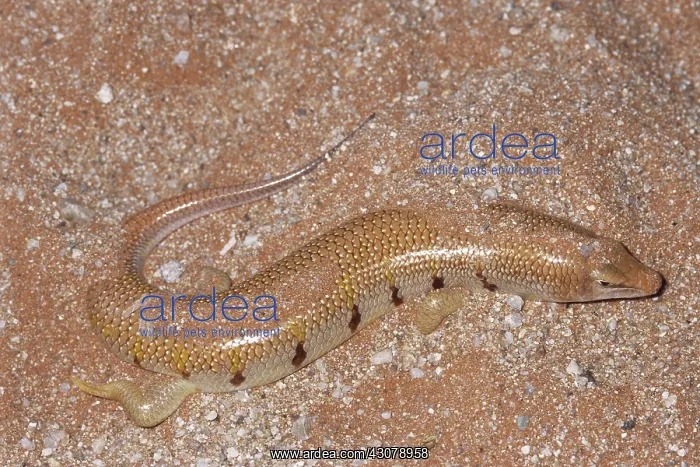 : Giant Sandfish : Giant Sandfish