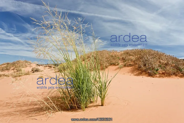 : Giant Sandreed : Giant Sandreed