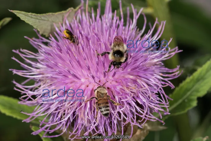 : Giant Scabiosa (Rhaponticum scariosum) with pollinating : Giant Scabiosa (Rhaponticum scariosum) with pollinating