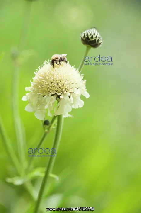 : Giant scabious, Cephalaria gigantea, Pale yellow : Giant scabious, Cephalaria gigantea, Pale yellow