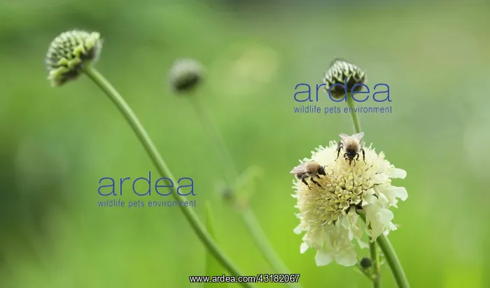 : Giant scabious, Cephalaria gigantea, Pale yellow : Giant scabious, Cephalaria gigantea, Pale yellow
