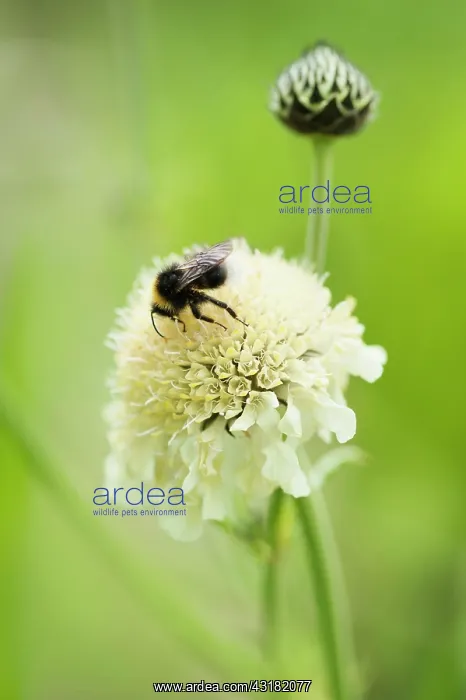: Giant scabious, Cephalaria gigantea, Pale yellow : Giant scabious, Cephalaria gigantea, Pale yellow