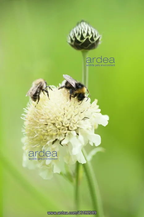 : Giant scabious, Cephalaria gigantea, Pale yellow : Giant scabious, Cephalaria gigantea, Pale yellow