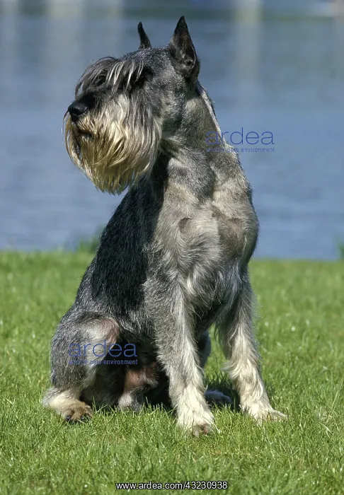 : Giant Schnauzer (Old Standard Breed with Cut Ears) : Giant Schnauzer (Old Standard Breed with Cut Ears)