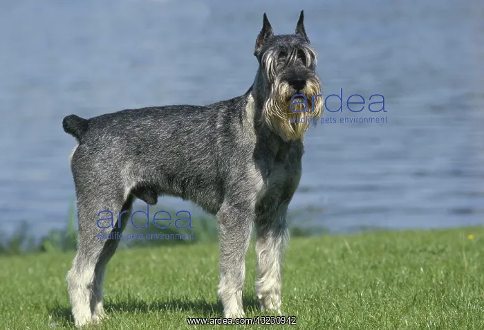 : Giant Schnauzer (Old Standard Breed with Cut Ears) : Giant Schnauzer (Old Standard Breed with Cut Ears)