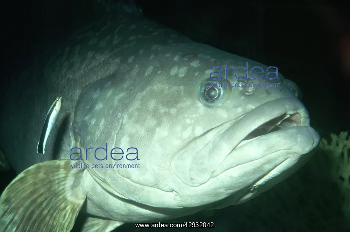 : Giant Sea Bass - with Cleaner Fish : Giant Sea Bass - with Cleaner Fish
