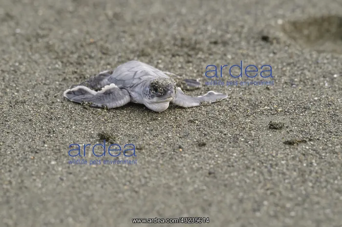 : Giant Sea Turtle - Giant Sea Turtle hatchling crawling : Giant Sea Turtle - Giant Sea Turtle hatchling crawling