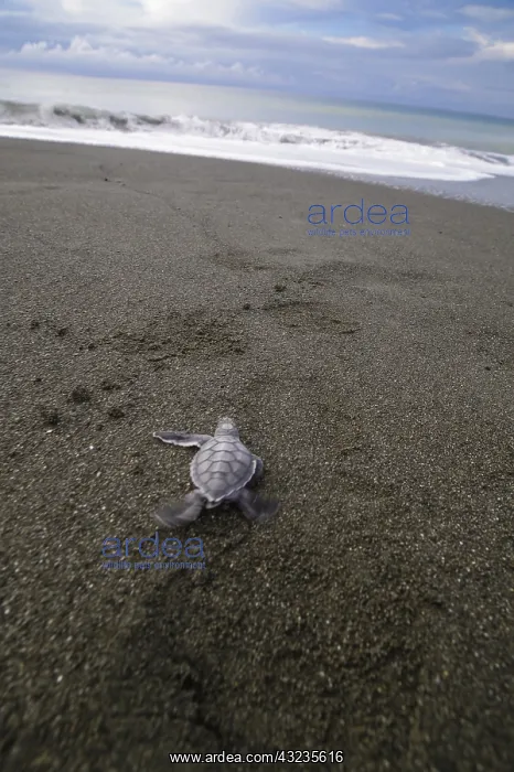 : Giant Sea Turtle - Giant Sea Turtle hatchling crawling : Giant Sea Turtle - Giant Sea Turtle hatchling crawling