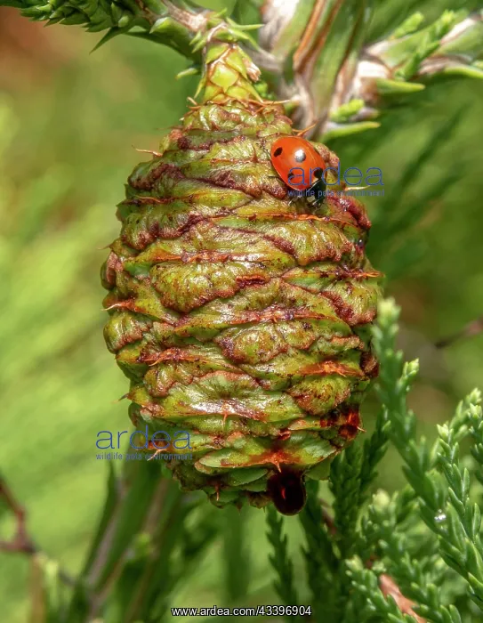 : Giant sequoia green leaves and a cone with ladybug : Giant sequoia green leaves and a cone with ladybug