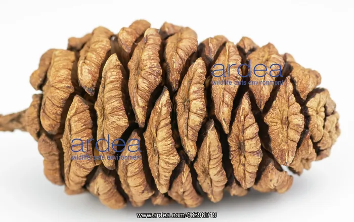 : Giant sequoia (Sequoiadendron giganteum) cone isolated : Giant sequoia (Sequoiadendron giganteum) cone isolated