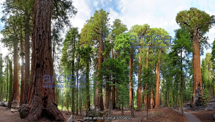 : Giant sequoia trees (Sequoiadendron giganteum) in : Giant sequoia trees (Sequoiadendron giganteum) in