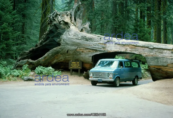 : Giant SEQUOIA / Wellingtonia / Sierra / Giant Redwood : Giant SEQUOIA / Wellingtonia / Sierra / Giant Redwood