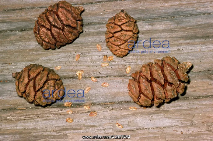 : Giant SEQUOIA / Wellingtonia / Sierra / Giant Redwood : Giant SEQUOIA / Wellingtonia / Sierra / Giant Redwood
