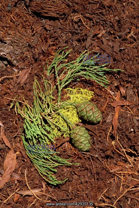 : Giant SEQUOIA / Wellingtonia / Sierra / Giant Redwood : Giant SEQUOIA / Wellingtonia / Sierra / Giant Redwood