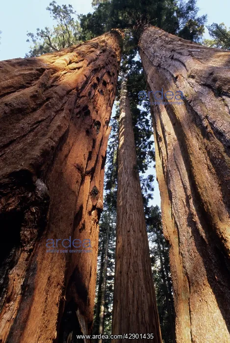 : Giant SEQUOIA / Wellingtonia / Sierra Redwood - : Giant SEQUOIA / Wellingtonia / Sierra Redwood -
