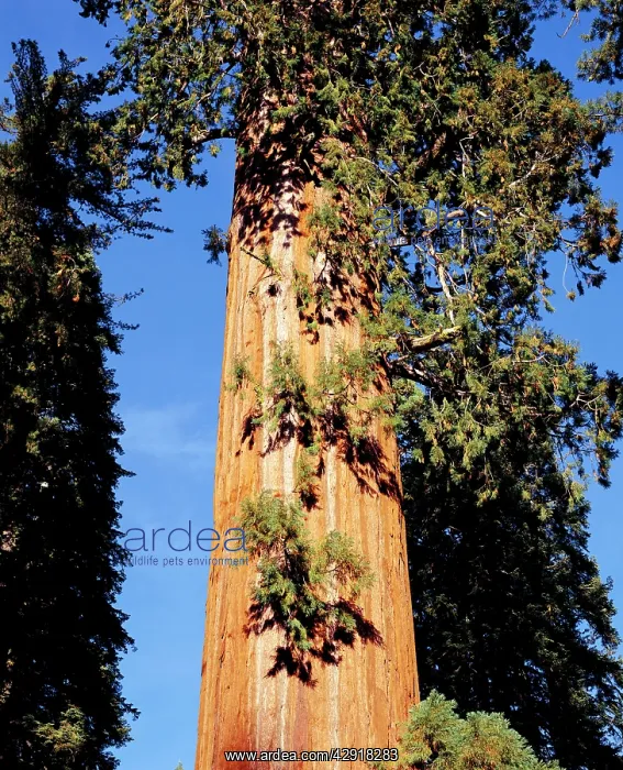 : Giant SEQUOIA / Wellingtonia / Sierra Redwood : Giant SEQUOIA / Wellingtonia / Sierra Redwood
