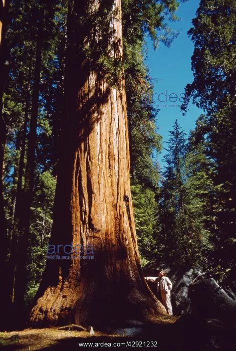 : Giant SEQUOIA / Wellingtonia / Sierra Redwood : Giant SEQUOIA / Wellingtonia / Sierra Redwood