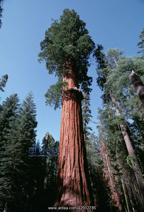 : Giant SEQUOIA / Wellingtonia / Sierra Redwood : Giant SEQUOIA / Wellingtonia / Sierra Redwood