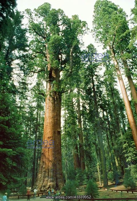 : Giant SEQUOIA / Wellingtonia / Sierra Redwood : Giant SEQUOIA / Wellingtonia / Sierra Redwood