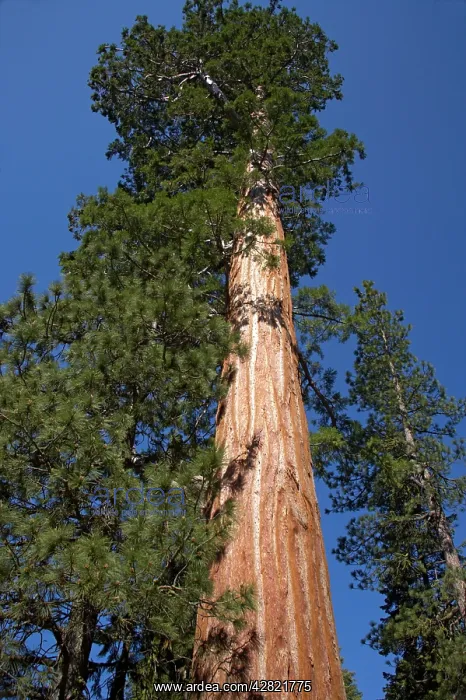 : Giant Sequoia / Wellingtonia / Sierra Redwood tree : Giant Sequoia / Wellingtonia / Sierra Redwood tree