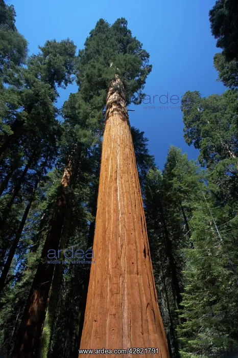 : Giant Sequoia / Wellingtonia / Sierra Redwood tree : Giant Sequoia / Wellingtonia / Sierra Redwood tree