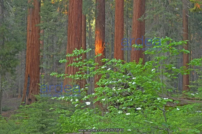 : Giant Sequoia / Wellingtonia / Sierra Redwood tree : Giant Sequoia / Wellingtonia / Sierra Redwood tree