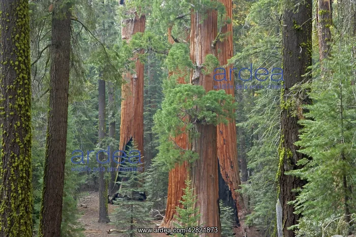 : Giant Sequoia / Wellingtonia / Sierra Redwood tree : Giant Sequoia / Wellingtonia / Sierra Redwood tree