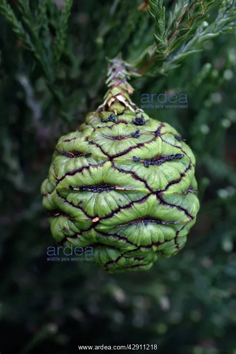 : Giant SEQUOIA / Wellingtonia / Sierra Redwood Tree : Giant SEQUOIA / Wellingtonia / Sierra Redwood Tree