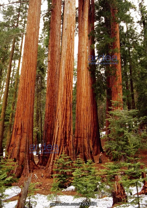 : Giant SEQUOIA / Wellingtonia / Sierra Redwood Tree : Giant SEQUOIA / Wellingtonia / Sierra Redwood Tree