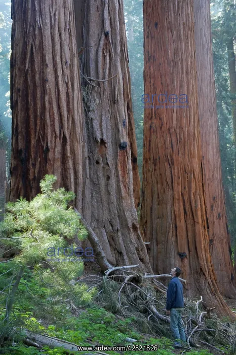 : Giant Sequoia / Wellingtonia / Sierra Redwood trees : Giant Sequoia / Wellingtonia / Sierra Redwood trees