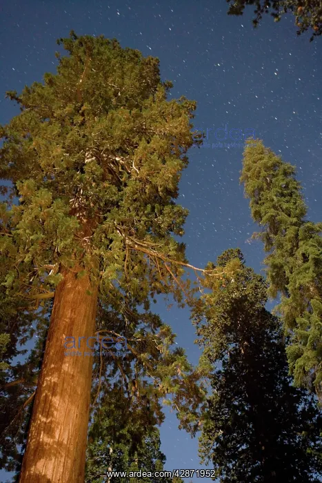 : Giant SEQUOIA / Wellingtonia / Sierra Redwood trees : Giant SEQUOIA / Wellingtonia / Sierra Redwood trees
