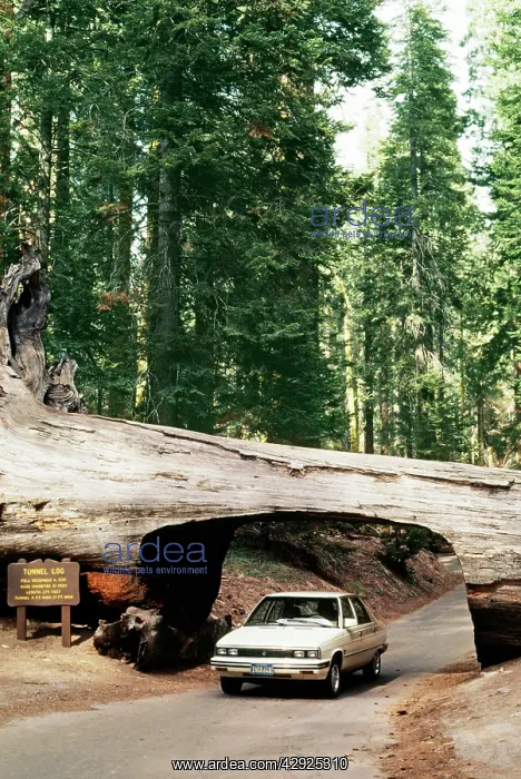 : Giant SEQUOIA / Wellingtonia / Sierra Redwood - Tunnel log : Giant SEQUOIA / Wellingtonia / Sierra Redwood - Tunnel log