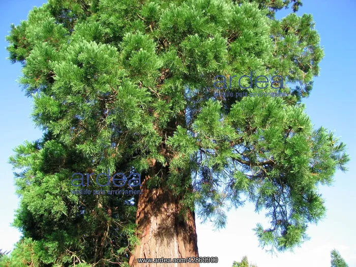 : Giant Sequoia / Wellingtonia Tree - Close up of : Giant Sequoia / Wellingtonia Tree - Close up of