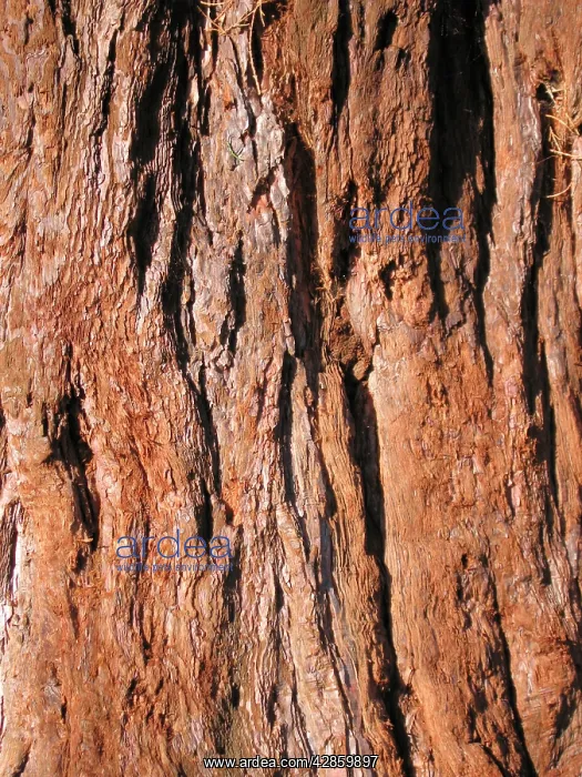 : Giant Sequoia / Wellingtonia Tree - Close up of bark : Giant Sequoia / Wellingtonia Tree - Close up of bark